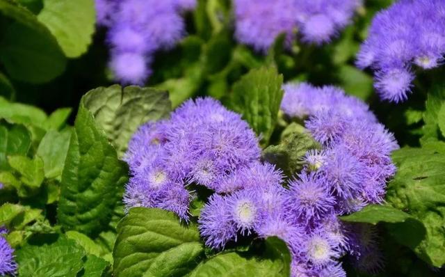 治疗鼻炎的偏方推荐（几张治疗鼻炎特别好使的方子）(3)