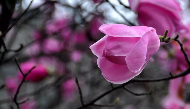 治疗鼻炎的偏方推荐（几张治疗鼻炎特别好使的方子）(2)