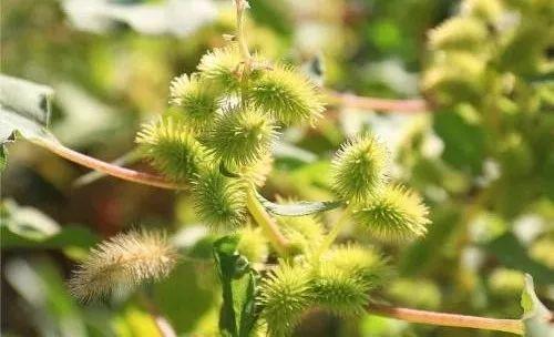 治疗鼻炎的偏方推荐（几张治疗鼻炎特别好使的方子）(1)