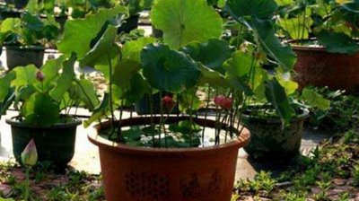 ​乡镇上适合做什么生意赚钱，镇上适合做什么生意？