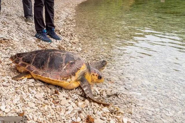 有动物界潜水冠军之称的是（动物界憋气冠军介绍）