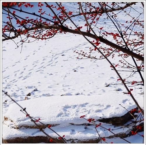 瑞雪兆丰年神州万象新的意思