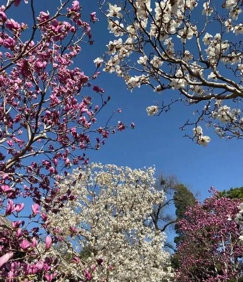 映的意思是什么