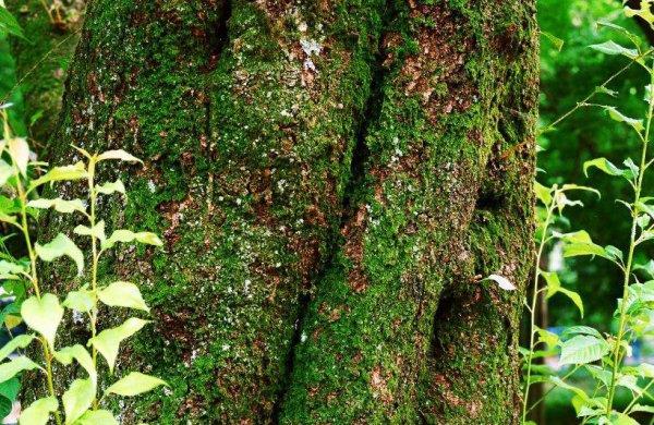 多少斤盐能让一棵树死掉