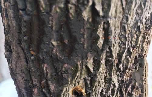 多少斤盐能让一棵树死掉