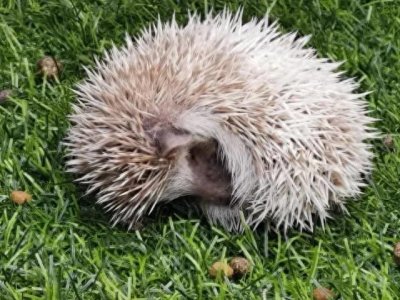 ​农村特种暴利养殖刺猬，年赚270万的致富秘笈