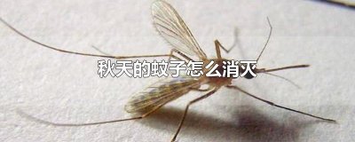 ​秋天的蚊子怎么消灭