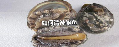​如何清洗鲍鱼