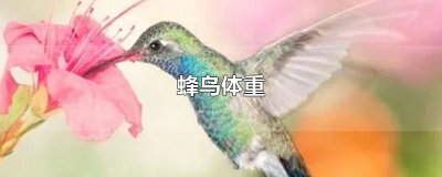 ​蜂鸟体重