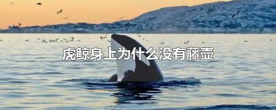 ​虎鲸身上为什么没有藤壶