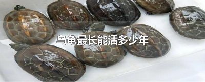 ​乌龟最长能活多少年