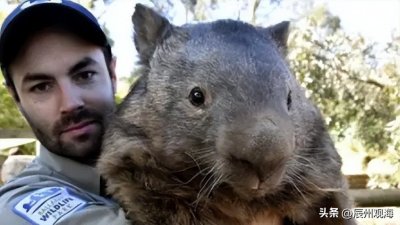 ​前苏联切尔诺贝利核泄漏后，真的辐射出食人鼠？