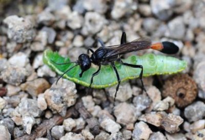 ​潮汕牛肉丸怎么做好吃又简单