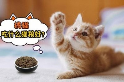 ​新手养猫，分析猫咪不吃不喝的5种真相，希望能帮到你