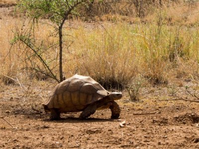 ​作为爬宠界的当红明星，苏卡达象龟的萌点还真不少