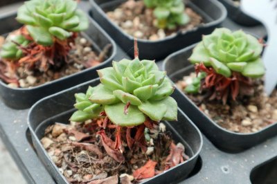 ​蒂亚徒长怎么办