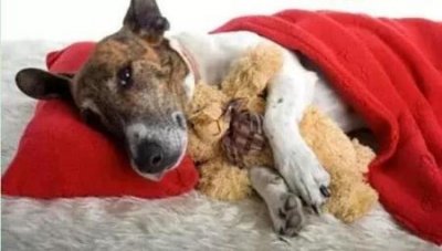 ​肝脏对狗狗的益处：为何它成为狗粮的理想添加物？