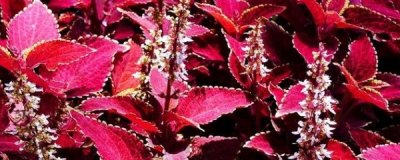 ​彩叶草的养殖方法