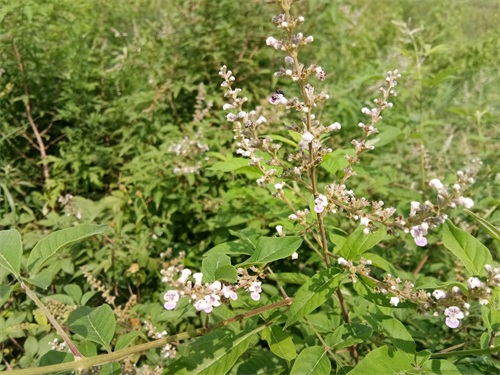 荆条-你们见过不一定认识哦