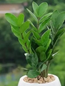 ​金钱树开花的几个预兆，风水寓意和花语是什么？