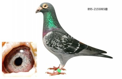 ​胡本幼鸽有什么特点？体型小耐力好，画风下雨也不怕