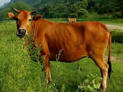 ​牛都爱吃什么，黄牛自制饲料配方