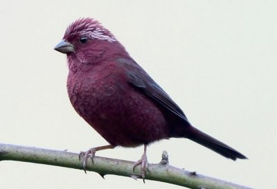 ​「秦岭百科 · 鸟类」酒红朱雀