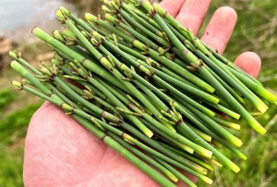 ​节节草是什么？提醒：老年人坚持用来泡脚，或解决多年“老问题”