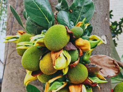 ​新、奇、特、美！吃过的果实没看过的花，18种水果花令你大开眼界