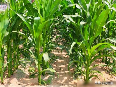 ​玉米种得早，其实并不好！什么时间种？一定要记牢