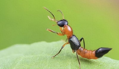 ​隐翅虫是一种什么样的昆虫，为什么不能直接拍死？